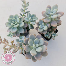 Load image into Gallery viewer, Graptosedum Miul - John &amp; Norma&#39;s Succulents
