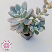 Load image into Gallery viewer, Graptosedum Miul - John &amp; Norma&#39;s Succulents
