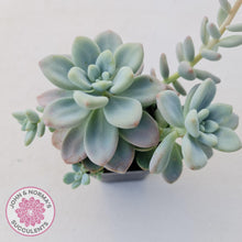 Load image into Gallery viewer, Graptosedum Miul - John &amp; Norma&#39;s Succulents
