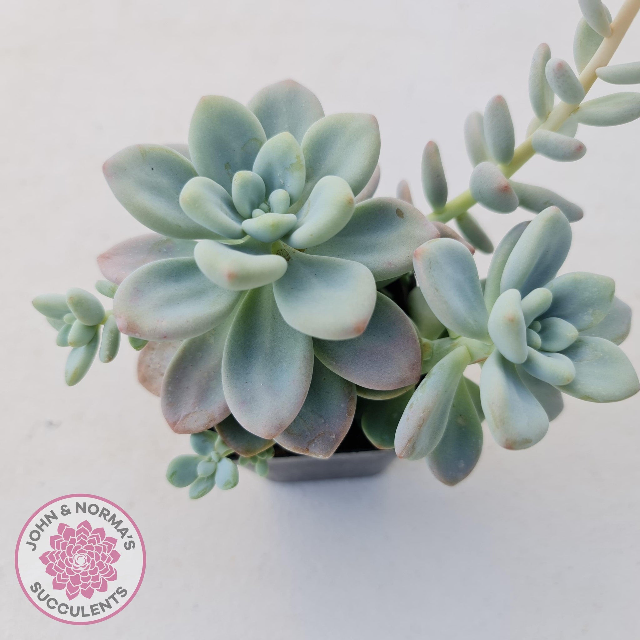 miul succulent Buy Graptosedum miul Australia