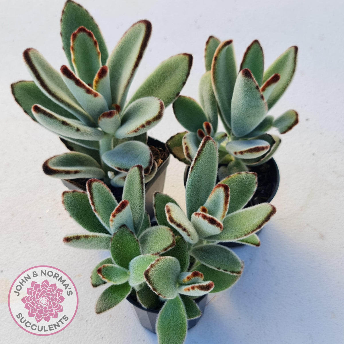 Kalanchoe tomentosa - Panda Plant