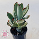 Kalanchoe tomentosa - Panda Plant