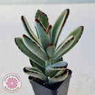 Kalanchoe tomentosa - Panda Plant