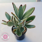 Kalanchoe tomentosa - Panda Plant