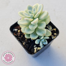 Load image into Gallery viewer, Sedum clavatum variegated - John &amp; Norma&#39;s Succulents
