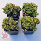 Echeveria Kristen Crest