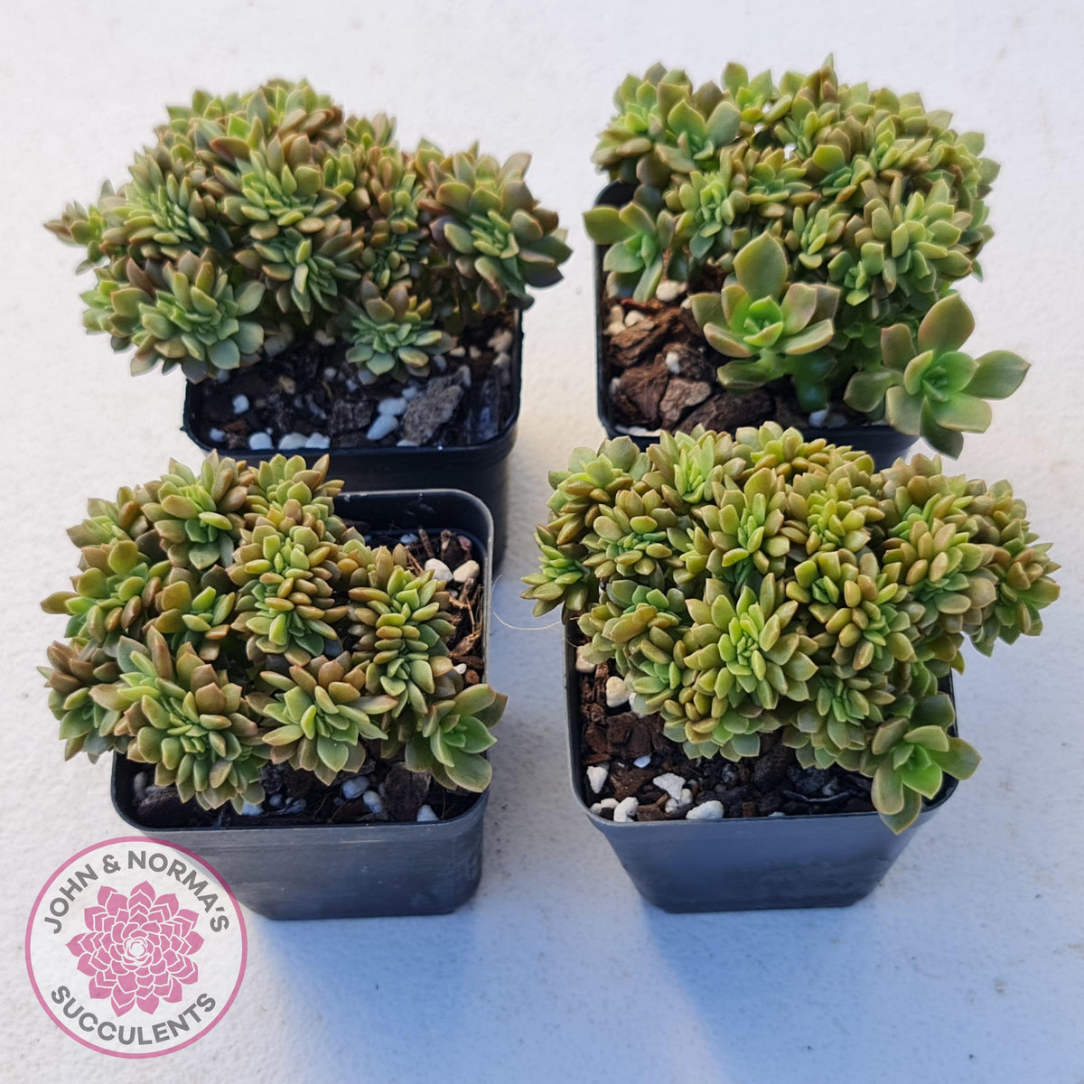 Echeveria Kristen Crest