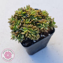 Load image into Gallery viewer, Echeveria Kristen Crest - John &amp; Norma&#39;s Succulents
