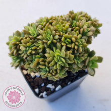 Load image into Gallery viewer, Echeveria Kristen Crest - John &amp; Norma&#39;s Succulents
