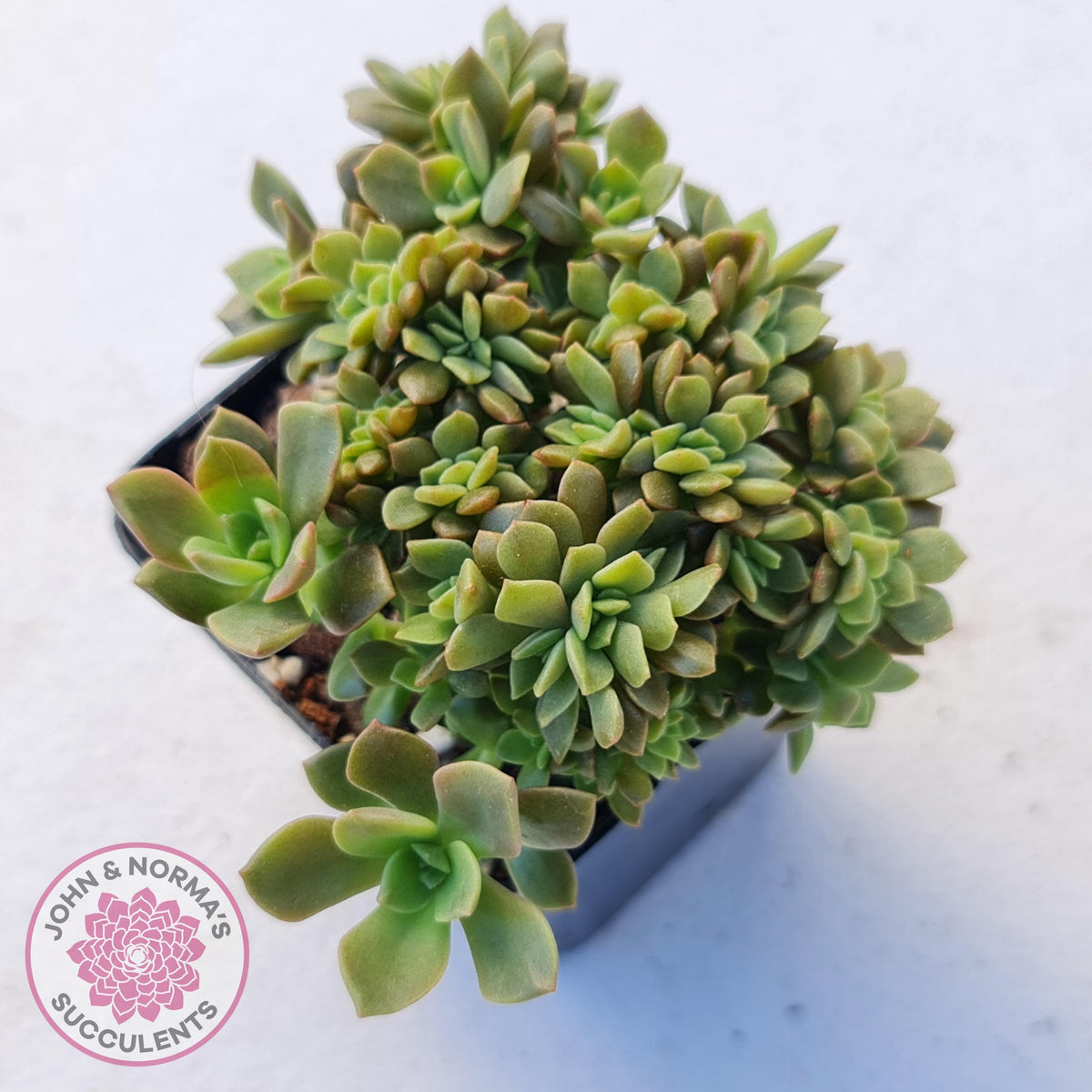 Echeveria Kristen Crest