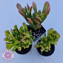 Load image into Gallery viewer, Crassula ovata Gollum - John &amp; Norma&#39;s Succulents
