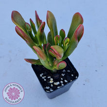 Load image into Gallery viewer, Crassula ovata Gollum - John &amp; Norma&#39;s Succulents
