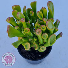 Load image into Gallery viewer, Crassula ovata Gollum - John &amp; Norma&#39;s Succulents
