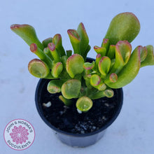 Load image into Gallery viewer, Crassula ovata Gollum - John &amp; Norma&#39;s Succulents
