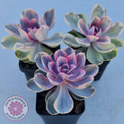 Echeveria West Rainbow