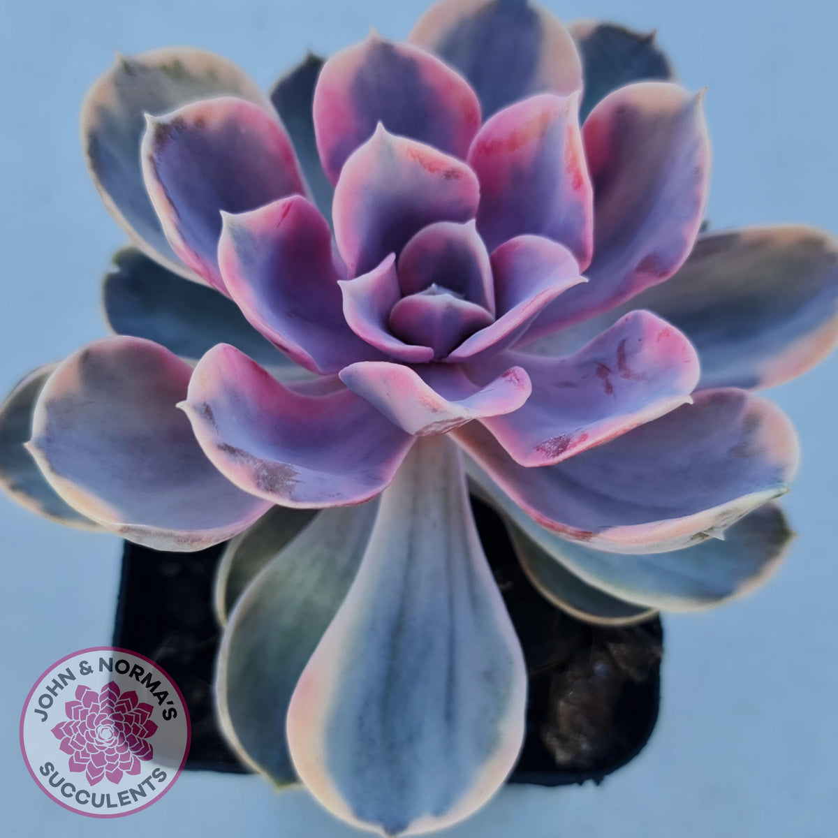 Echeveria West Rainbow