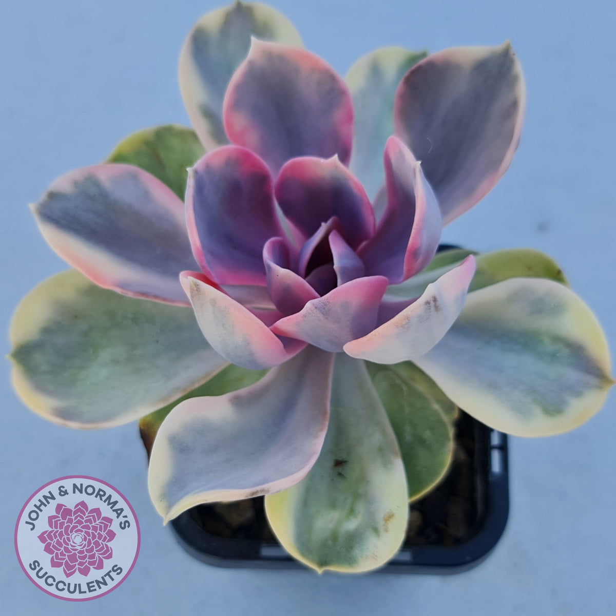 Echeveria West Rainbow