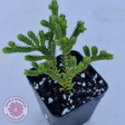 Crassula pyramidalis