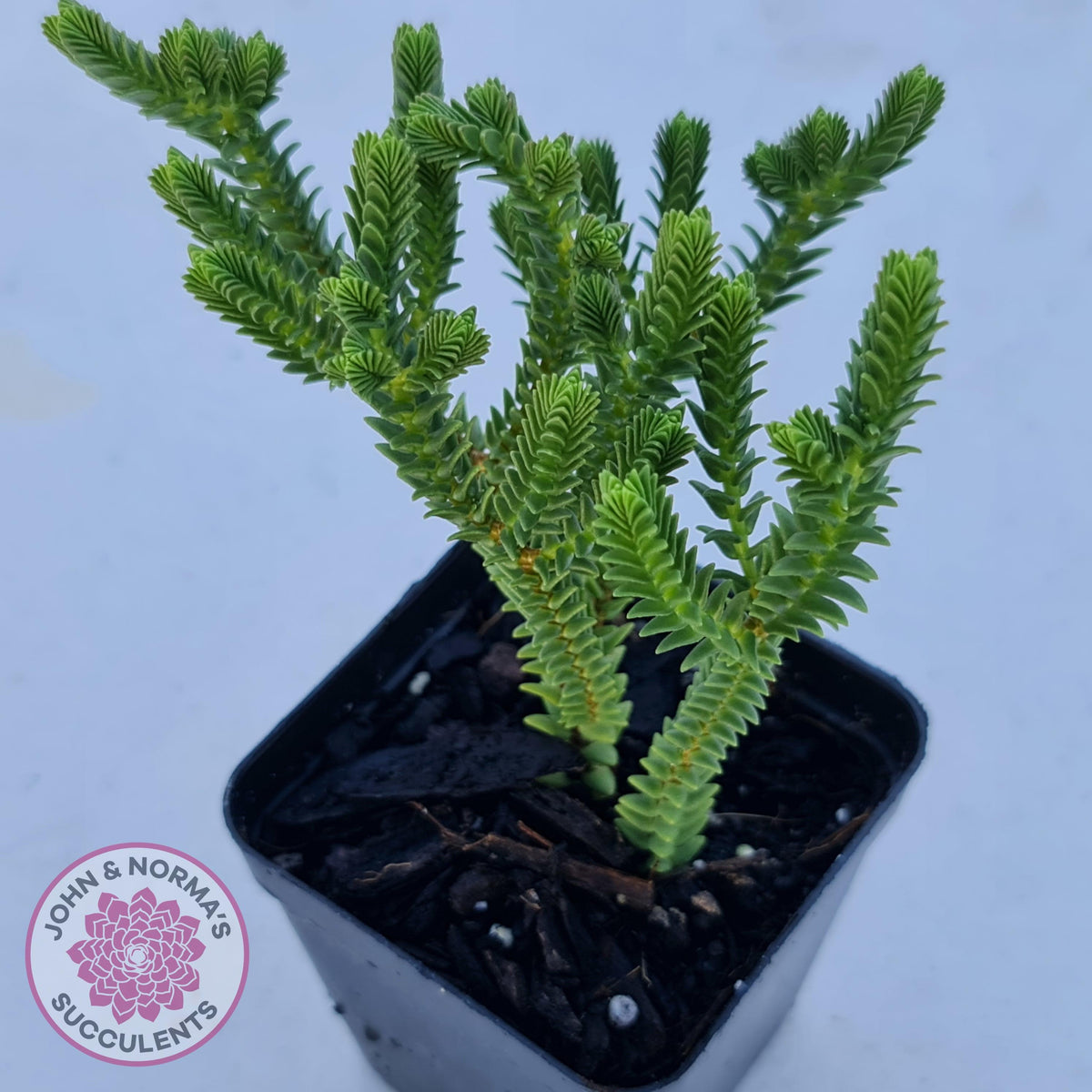 Crassula pyramidalis