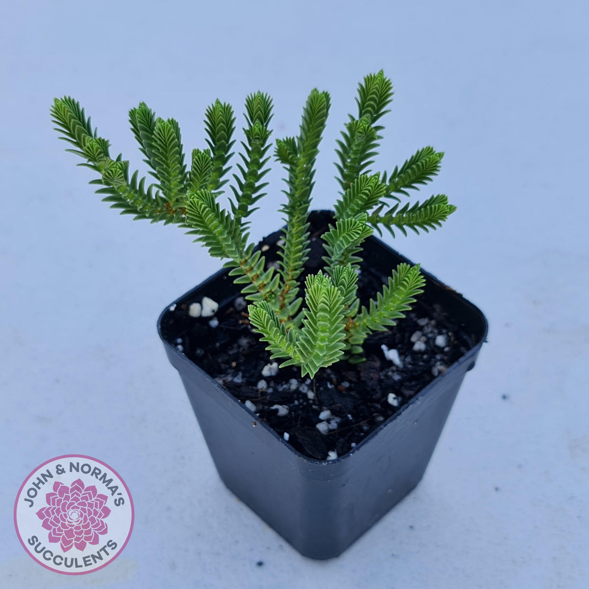 Crassula pyramidalis