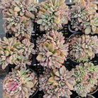 Echeveria manaudes