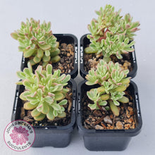 Load image into Gallery viewer, Sedum Joyce Tulloch Variegata by - 70mm Multi Heads - John &amp; Norma&#39;s Succulents
