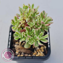 Load image into Gallery viewer, Sedum Joyce Tulloch Variegata by - 70mm Multi Heads - John &amp; Norma&#39;s Succulents
