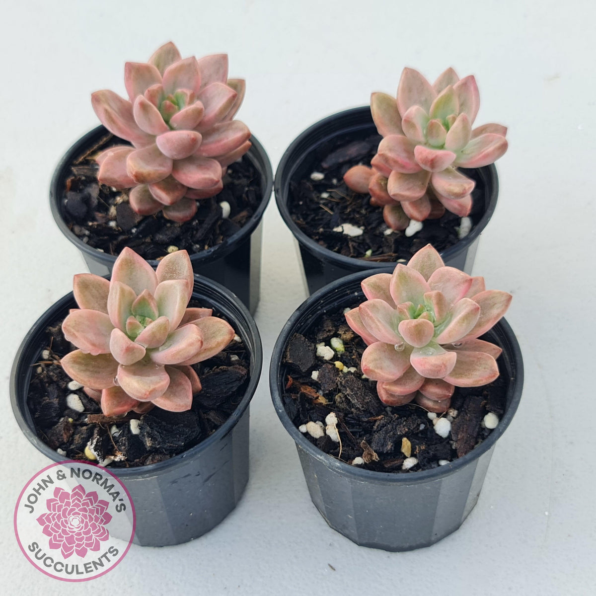 Graptosedum Bronze Variegata