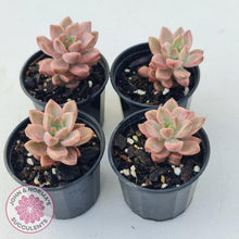 Load image into Gallery viewer, Graptosedum Bronze Variegata - John &amp; Norma&#39;s Succulents
