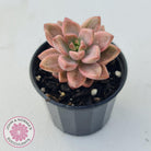 Graptosedum Bronze Variegata