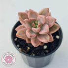 Graptosedum Bronze Variegata