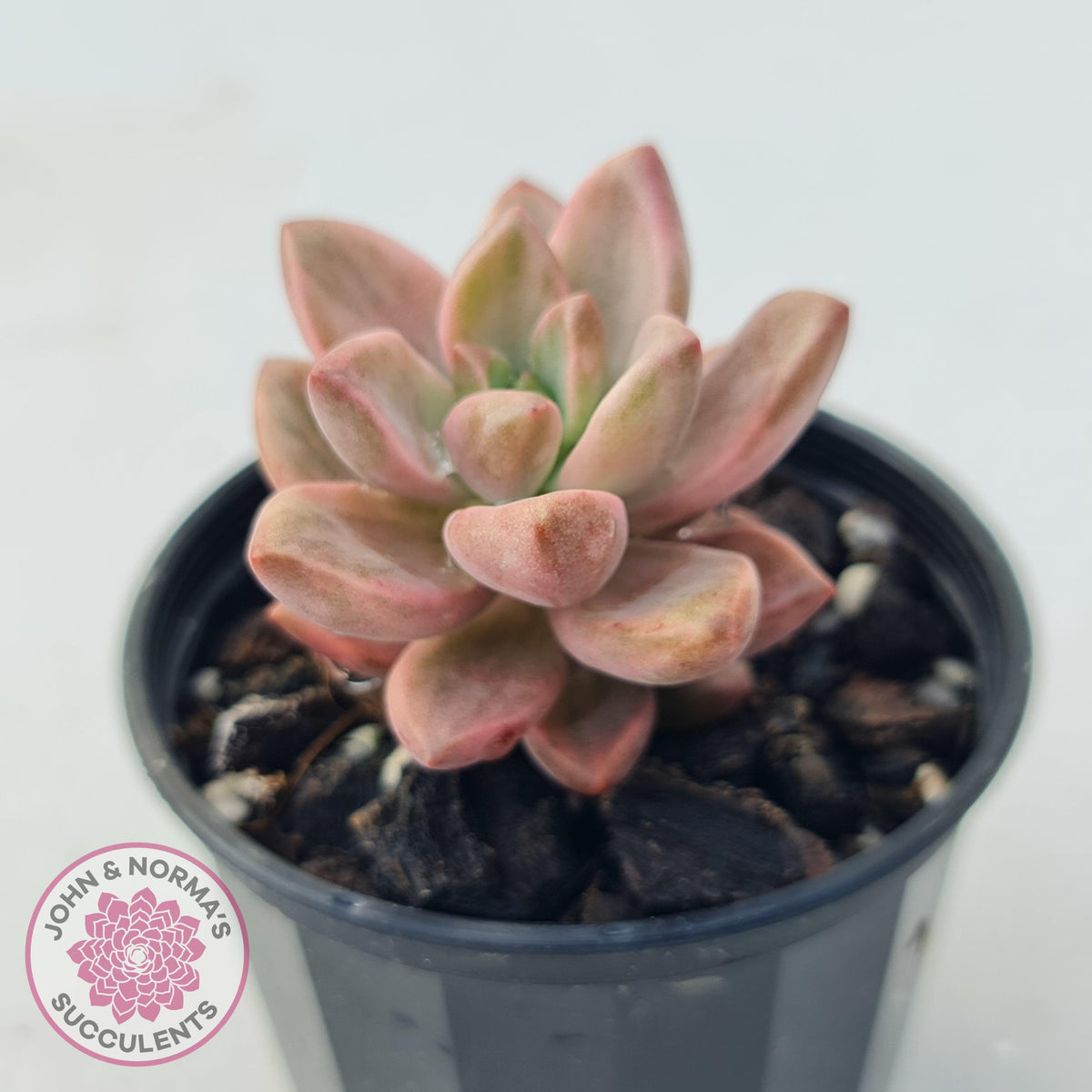 Graptosedum Bronze Variegata