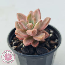 Load image into Gallery viewer, Graptosedum Bronze Variegata - John &amp; Norma&#39;s Succulents
