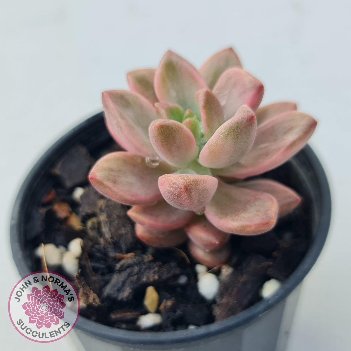 Graptosedum Bronze Variegata
