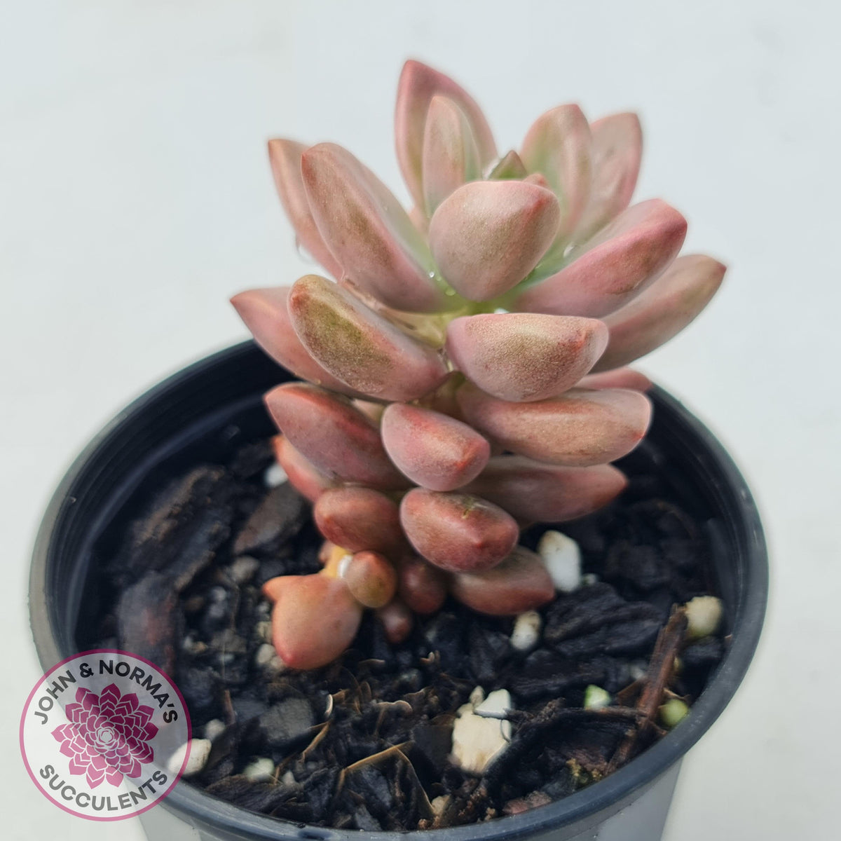 Graptosedum Bronze Variegata