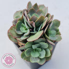 Echeveria Suyon