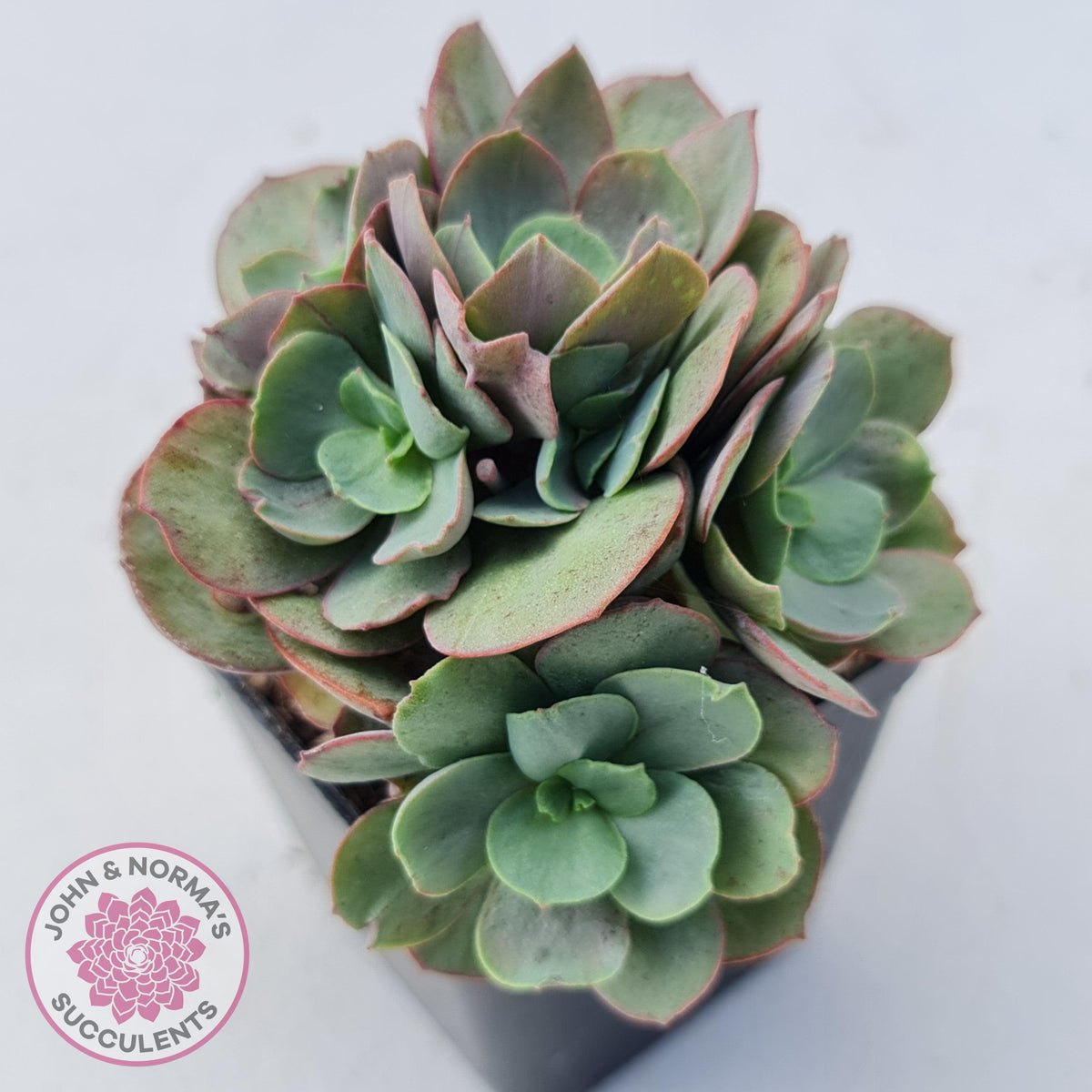 Echeveria Suyon