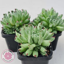 Load image into Gallery viewer, Sempervivum Oddity - Multi Heads - John &amp; Norma&#39;s Succulents
