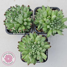 Load image into Gallery viewer, Sempervivum Oddity - Multi Heads - John &amp; Norma&#39;s Succulents
