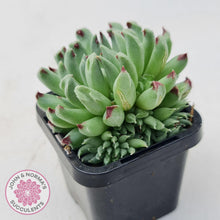 Load image into Gallery viewer, Sempervivum Oddity - Multi Heads - John &amp; Norma&#39;s Succulents
