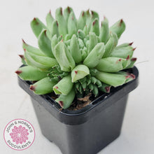 Load image into Gallery viewer, Sempervivum Oddity - Multi Heads - John &amp; Norma&#39;s Succulents
