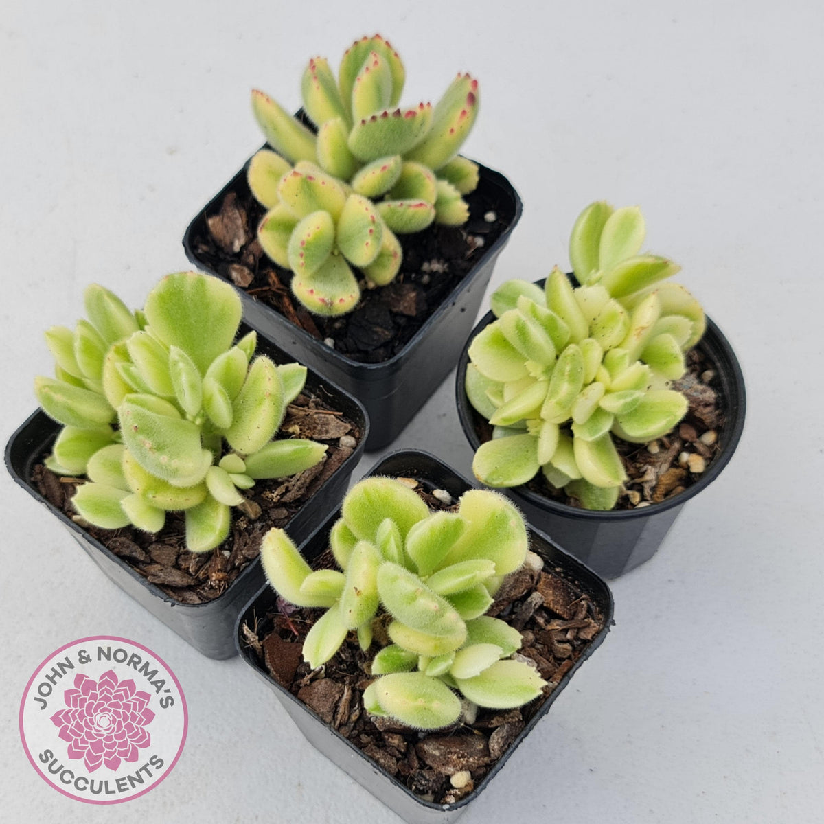 Cotyledon tomentosa 'Bears Paw' White Variegated
