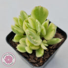 Cotyledon tomentosa 'Bears Paw' White Variegated