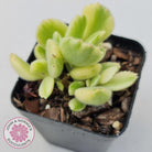 Cotyledon tomentosa 'Bears Paw' White Variegated