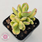 Cotyledon tomentosa 'Bears Paw' White Variegated