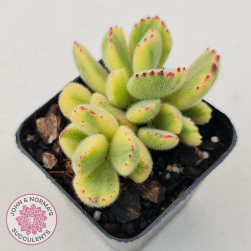 Cotyledon Tomentosa 'Bears Paw' White Variegated - John & Norma's Succulents
