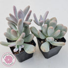 Pachyphytum Glutincaule