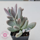 Pachyphytum Glutincaule