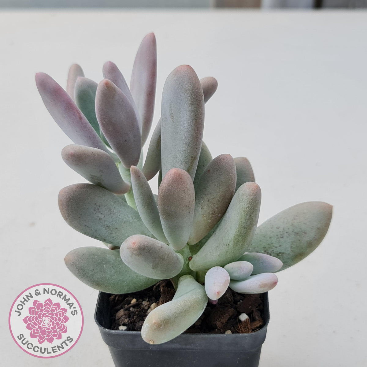 Pachyphytum Glutincaule
