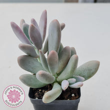 Load image into Gallery viewer, Pachyphytum Glutincaule - John &amp; Norma&#39;s Succulents
